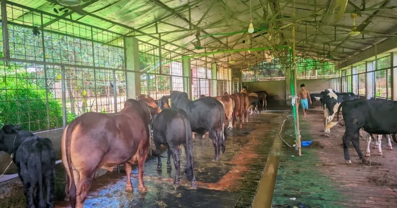 ন্যায্য দাম নিয়ে শঙ্কায় কর্ণফুলীর খামারিরা; প্রস্তুত ৩৩ হাজার পশু