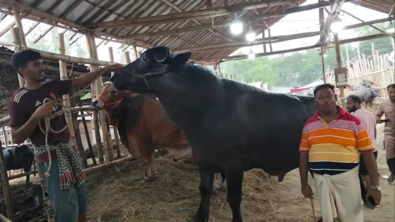 আনোয়ারায় 'এমবাপ্পে'কে দেখতে ভীড় জমাচ্ছে ক্রেতারা!