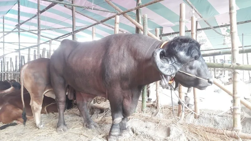 পশুর হাটে মহিষের গুঁতোয় দুই ক্রেতার মৃত্যু