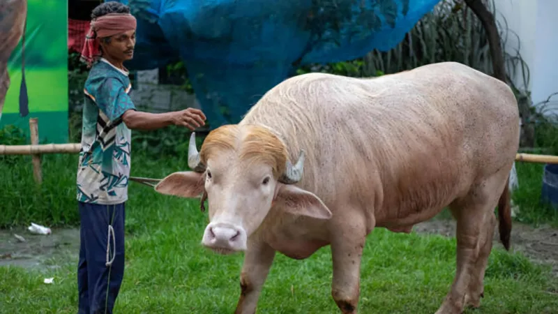 ঈদে কোরবান হচ্ছে না 'ডোনাল্ড ট্রাম্প'