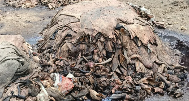 চামড়ার দাম না পেয়ে ব্যাপক লোকসান আনোয়ারার মৌসুমী ব্যবসায়ীদের