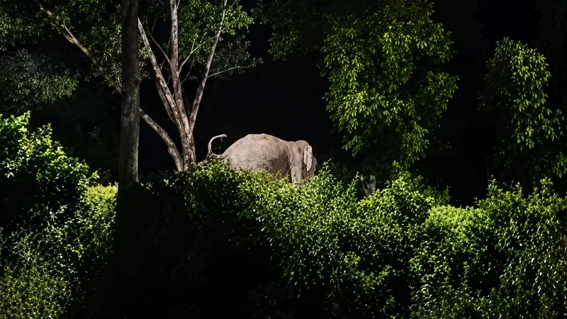 আনোয়ারায় আবারও বন্য হাতির তাণ্ডবঃ গুঁড়িয়ে দিচ্ছে ঘরবাড়ি, চরম আতঙ্কে এলাকাবাসী
